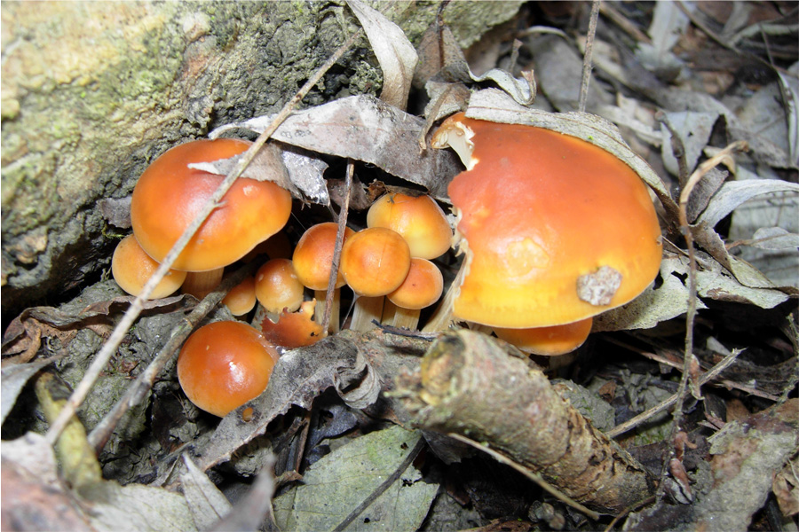 tanti funghi